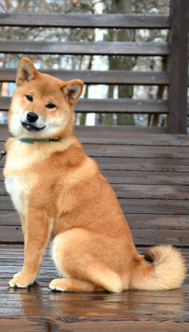 Man with a beard smiling confidently against a plain background