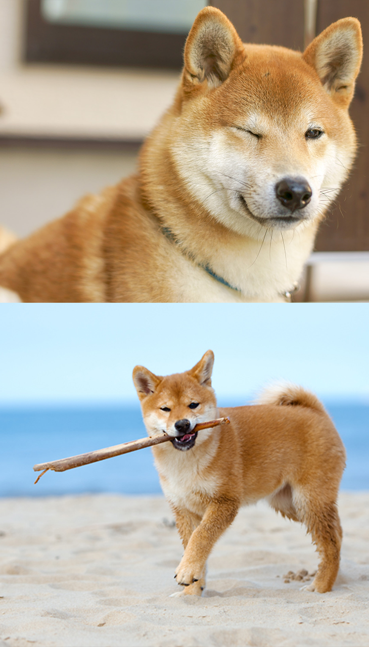 Young man with curly hair and beard in a thoughtful pose